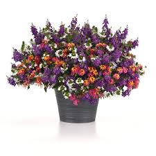 Image result for sanvitalia combine in pots