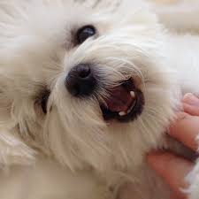 Love The Black Eyes Nose And Lips Maltese Dogs Animals Beautiful Maltese Puppy