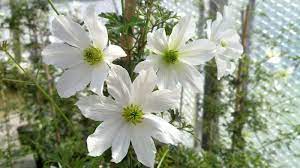 Usda zone this evergreen early bloomer features elegant glossy, serrated green foliage with attractive white flowers that bloom in march and april. Clematis Early Sensation Taylors Clematis