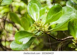 Image result for Ceriops