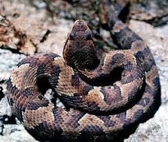 Photo Gallery Reptiles Snakes Cottonmouth Baby Jpg Reptiles Snake Reptile Snakes