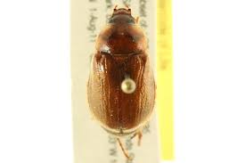 Image result for Buchnera cryptocephala