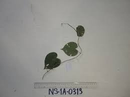 Image result for Lepistemon