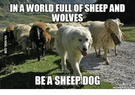 In A World Full Of Sheep And Wolves Be A Sheep Dog Memeful Com Sheep Meme On Me Me