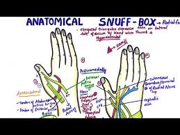 Maybe you would like to learn more about one of these? Anatomical Snuff Box Radial Fossa Anatomy Youtube