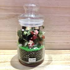 Santa Baby Fittonia Story Jar Terrarium Jar Terrarium Santa Baby