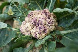 If cabbage plants have a magnesium deficiency, their older leaves may turn purple, red or orange, and those discolored leaves turn brown and die over time. Why Is My Cauliflower Turning Purple Gardener S Path