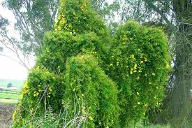 Image result for Dolichandra unguis-cati