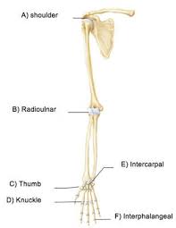 Extends from the base of the coracoids process to the greater tubercle of the humerus. Print A P Chapter 8 Joints Flashcards Easy Notecards