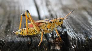 We did not find results for: Lubber Grasshoppers How To Get Them Out Of Your Lawn Peninsular Pest