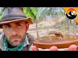 Cicada killers are not aggressive toward humans, and though they are quite large and possibly scary. Cicada Killer Caught Return Of The Sting Youtube