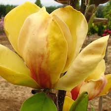 Image result for magnolie sunsation