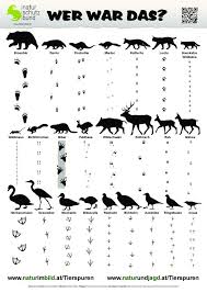 Tierspurenbestimmungsblatt Spuren Von 25 Heimisc Deko Modareji Tierspuren Tiere Wild Tiere