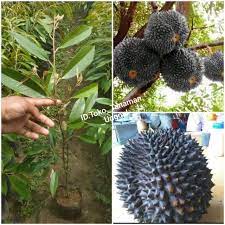 Durian duri hitam batang besar. Jual Bibit Durian Duri Hitam Kota Surabaya Jtstoreemma Tokopedia