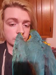 It's taken 2 years of building trust with this velocoraptor! But here she  is