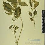 Image result for Hypoestes triflora