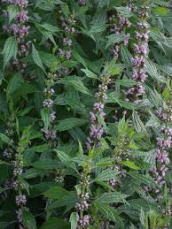 Image result for Lamiaceae
