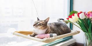 En Iyi Kedi Yatagi Modelleri Fiyatlari Ve Ozellikleri