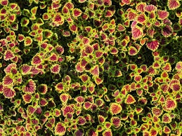 Image result for Coleus esculentus