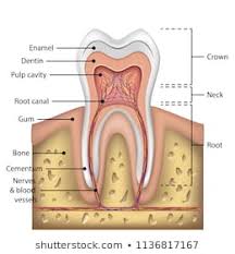 Diagram Of Human Teeth Reading Industrial Wiring Diagrams