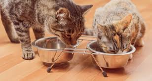 Is free feeding chickens okay? 6 Common Cat Feeding Mistakes Petcoach