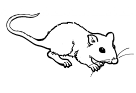 Free Printable Rat Coloring Pages For Kids Animal Coloring Pages Puppy Coloring Pages Cute Coloring Pages