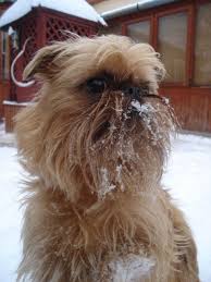 Buek 2020 Brusszeli Griffon Tunder Mogyoro Kennel