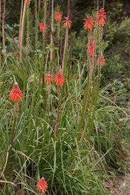 Image result for Asphodelaceae