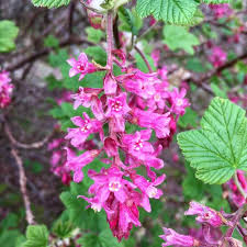If you want a bush that will bear fragrant, pink flowers with an intense color, rose the azalea is one of the gems of spring, which is the season when it is in bloom. Flowering Currant Identification Distribution Edibility Recipes Galloway Wild Foods