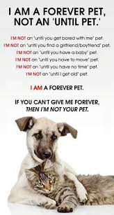 I Wish More People Were Familiar With This Concept Dogs Hugging Dogs Dog Quotes