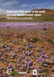 Image result for Thesium wilczekianum