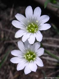 Image result for Cerastium indicum