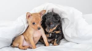 Gorgeous chiweenie puppies 8 weeks old doing great on the potty training. Craigslist Dog Scam Family Out 300 And Heartbroken After Scam Leaves Them With Sick Dying Puppy Abc11 Raleigh Durham