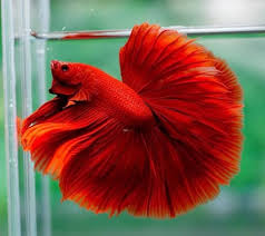 Ca Betta Co Gia Bao Nhieu