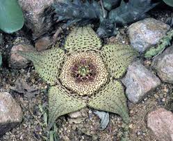 Image result for Orbea umbracula