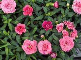 You'll need to prune carnations twice a year, once in the summer to remove spent flowers, and once at the end of the growing season, cutting the plant almost down to the ground or the basal growth area. Carnations Plant Care And Growing Guide