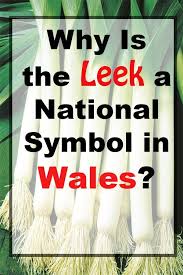 Daffodils and leeks are symbolic of wales. Why Is The Leek A National Symbol In Wales National Symbols Wales Wales Travel