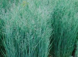 Image result for Panicum aequinerve