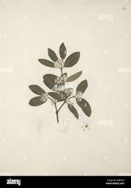 Image result for Acokanthera schimperi