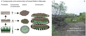 Image result for Phacelurus gabonensis