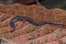 Image result for Dewildemania burundiensis