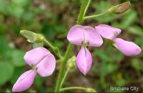 Image result for Desmodium uncinatum