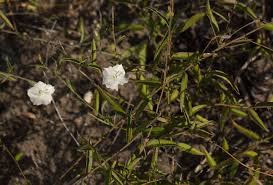 Image result for Seddera suffruticosa