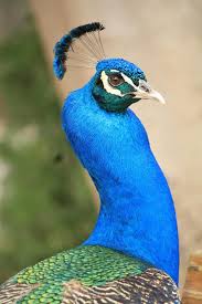 Most beautiful colours of feathers in all different types of birds includes hoopoe, scarlet macaw, crowned crane,fairy wren. Peacock Pavo Cristatus Turkey Blue Beautiful Color Colorful Bird Ave Beauty Tail Pikist