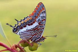 Image result for Pleurostylia africana