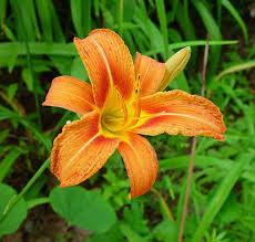 Orange flowers that look like lilies. Avoid Planting These 10 Invasive Species In Your Wisconsin Garden