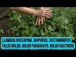 Planta De Boldo La Mas Confundida Por La Gente Planta De Buscapina Youtube