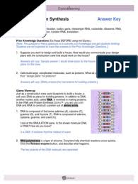 Comments and help with building dna gizmo worksheet answers. Rnaproteinsynthesisse Key Translation Biology Rna