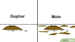 Some places are more likely to have moles visit, usually in a rural or suburban yard with large open areas or lawn. 3 Ways To Get Rid Of Moles In Your Lawn Wikihow