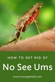 Maybe you would like to learn more about one of these? How To Get Rid Of No See Ums How I Get Rid Of